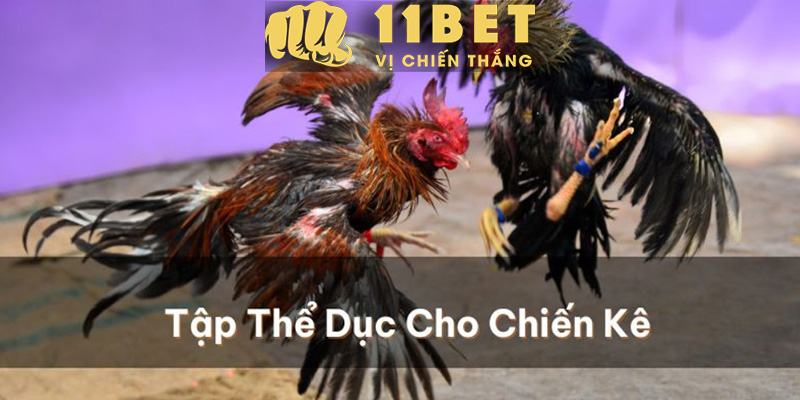 Thể Thao 11bet - Khám Phá Các Kèo Độ Hấp Dẫn Cùng Giải Ngoại Hạng Anh